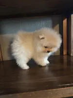Daniel, a male Pomeranian for sale in Brentwood, CA – Photo 2 of 7