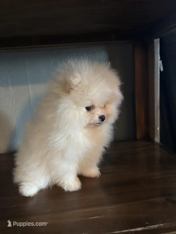 Daniel – Pomeranian puppy for sale in Brentwood, CA