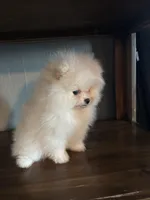 Daniel, a male Pomeranian for sale in Brentwood, CA – Photo 1 of 7