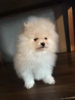 Daniel, a male Pomeranian for sale in Brentwood, CA – Photo 7 of 7