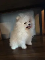 Daniel, a male Pomeranian for sale in Brentwood, CA – Photo 4 of 7