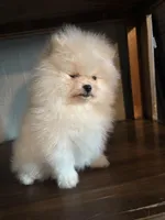 Daniel, a male Pomeranian for sale in Brentwood, CA – Photo 6 of 7