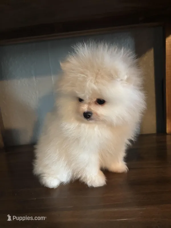 Daniel – Pomeranian puppy for sale in Brentwood, CA
