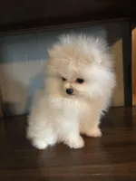 Daniel, a male Pomeranian for sale in Brentwood, CA – Photo 3 of 7