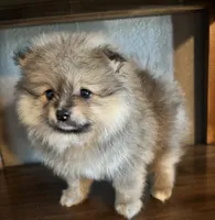 Lola, a female Pomeranian for sale in Brentwood, CA – 3 of 3