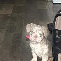 Chrome, a male French Bulldog for sale in Dallas, TX – Photo 8 of 8