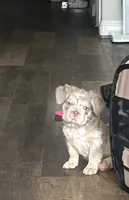 Chrome, a male French Bulldog for sale in Dallas, TX – Photo 8 of 8