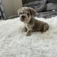 Chrome, a male French Bulldog for sale in Dallas, TX – Photo 4 of 8