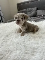 Chrome, a male French Bulldog for sale in Dallas, TX – Photo 4 of 8