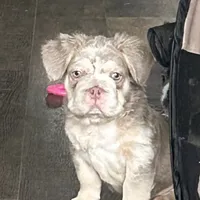 Chrome, a male French Bulldog for sale in Dallas, TX – Photo 1 of 8