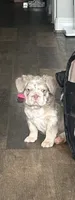 Chrome, a male French Bulldog for sale in Dallas, TX – Photo 1 of 8