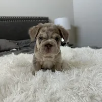 Chrome, a male French Bulldog for sale in Dallas, TX – Photo 6 of 8