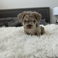 Chrome, a male French Bulldog for sale in Dallas, TX – Photo 3 of 8