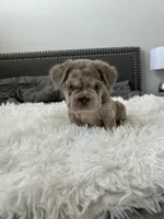 Chrome, a male French Bulldog for sale in Dallas, TX – Photo 3 of 8