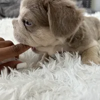 Chrome, a male French Bulldog for sale in Dallas, TX – Photo 2 of 8