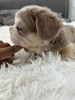 Chrome, a male French Bulldog for sale in Dallas, TX – Photo 2 of 8