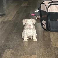 Chrome, a male French Bulldog for sale in Dallas, TX – Photo 7 of 8