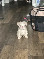 Chrome, a male French Bulldog for sale in Dallas, TX – Photo 7 of 8