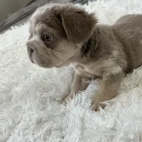 Chrome, a male French Bulldog for sale in Dallas, TX – Photo 5 of 8