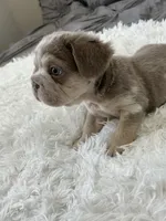 Chrome, a male French Bulldog for sale in Dallas, TX – Photo 5 of 8