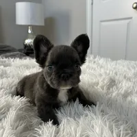 Little Baby.. Fluffy/ AKC., a male French Bulldog for sale in Dallas, TX – Photo 3 of 7
