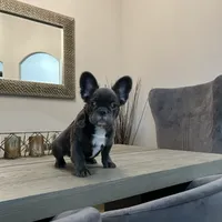 Little Baby.. Fluffy/ AKC., a male French Bulldog for sale in Dallas, TX – Photo 6 of 7