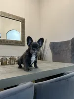 processed/deef67ab-9b61-4004-b4e9-498441072dc1/listing/f4dd4411-c204-4814-bca3-bf7278eeefc1/29749ff6-b02f-4f58-a1d8-331e52cc404f