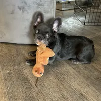 Little Baby.. Fluffy/ AKC., a male French Bulldog for sale in Dallas, TX – Photo 4 of 7