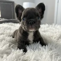 Little Baby.. Fluffy/ AKC., a male French Bulldog for sale in Dallas, TX – Photo 5 of 7