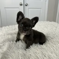 Little Baby.. Fluffy/ AKC., a male French Bulldog for sale in Dallas, TX – Photo 7 of 7