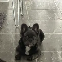 Little Baby.. Fluffy/ AKC., a male French Bulldog for sale in Dallas, TX – Photo 2 of 7