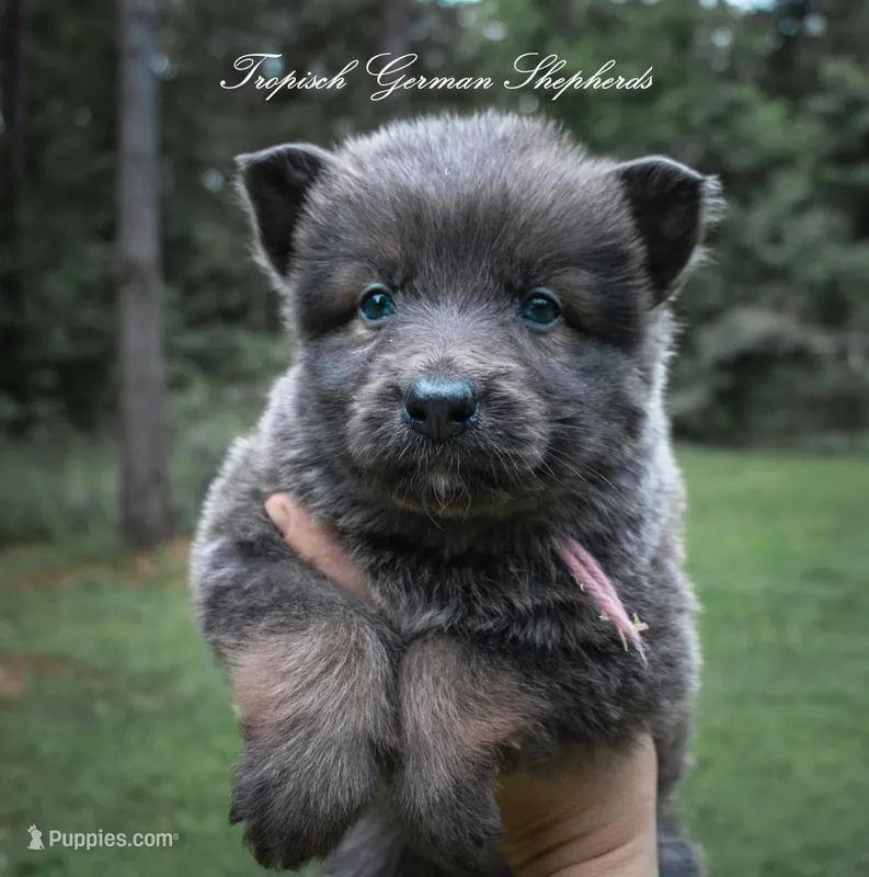 Bella’s pick collar girl  – German Shepherd Dog puppy for sale in West Monroe, LA