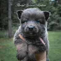 Bella’s pick collar girl , a female German Shepherd Dog for sale in West Monroe, LA – 1 of 1
