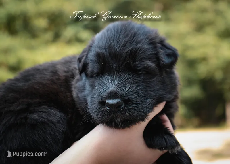 Calypso’s blue collar male – German Shepherd Dog puppy for sale in West Monroe, LA