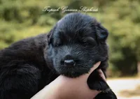 Calypso’s blue collar male, a male German Shepherd Dog for sale in West Monroe, LA – 1 of 3
