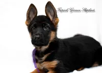 Ellie’s Purple collar girl , a female German Shepherd Dog for sale in West Monroe, LA – 2 of 5