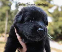 Calypso’s green collar male, a male German Shepherd Dog for sale in West Monroe, LA – 2 of 2