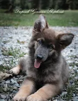 Bella’s pink collar girl , a female German Shepherd Dog for sale in West Monroe, LA – 1 of 4