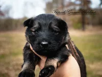 Rubies brown collar male , a male German Shepherd Dog for sale in West Monroe, LA – Photo 3 of 3