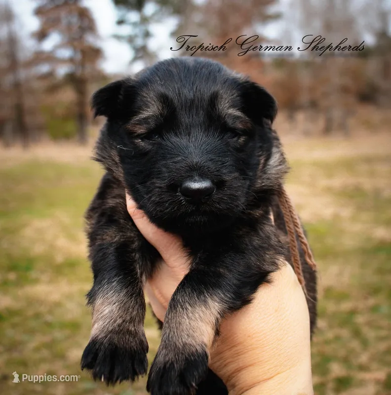 Rubies brown collar male 