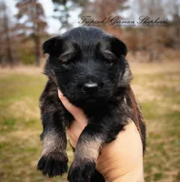 Rubies brown collar male , a male German Shepherd Dog for sale in West Monroe, LA – Photo 1 of 3