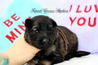 Rubies brown collar male , a male German Shepherd Dog for sale in West Monroe, LA – Photo 2 of 3