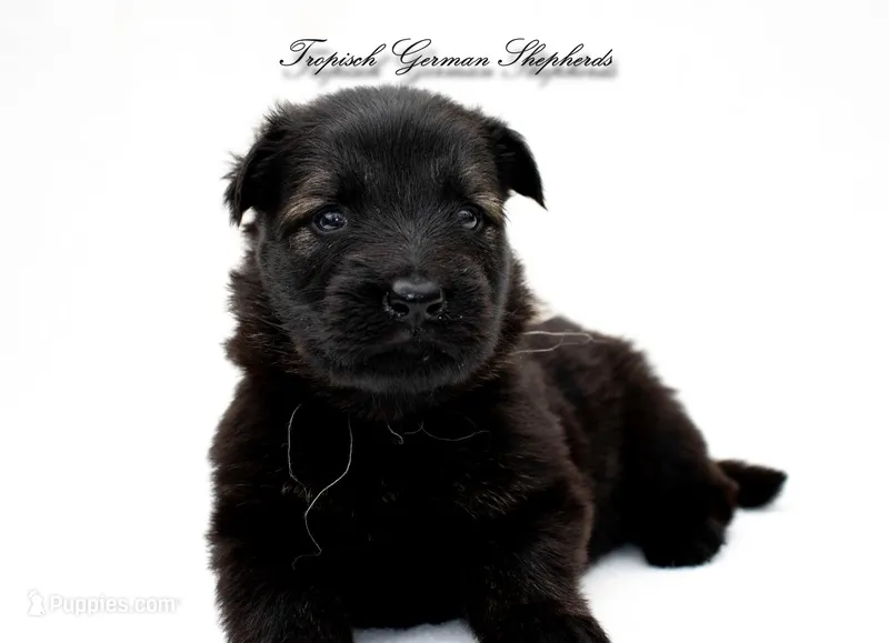 Pyra’s grey collar boy – German Shepherd Dog puppy for sale in West Monroe, LA