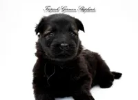 Pyra’s grey collar boy, a male German Shepherd Dog for sale in West Monroe, LA – 3 of 3
