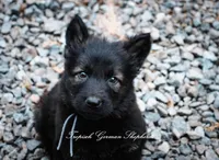 Pyra’s grey collar boy, a male German Shepherd Dog for sale in West Monroe, LA – 2 of 3