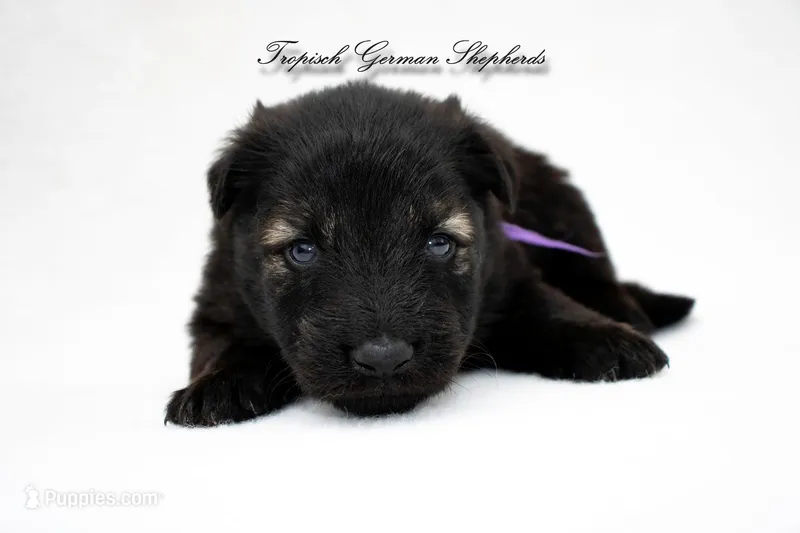 Pyra’s purple collar girl  – German Shepherd Dog puppy for sale in West Monroe, LA