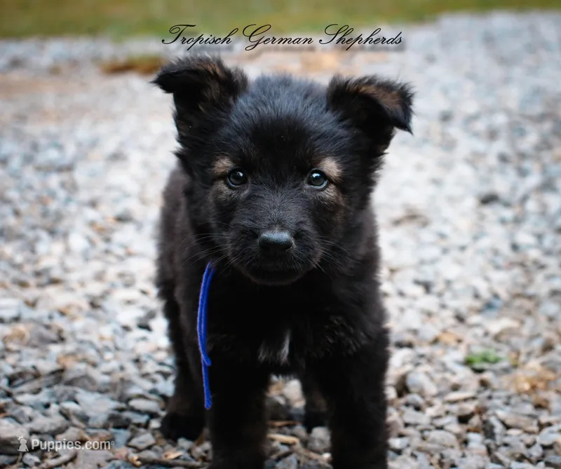 Pyra’s purple collar girl  – German Shepherd Dog puppy for sale in West Monroe, LA