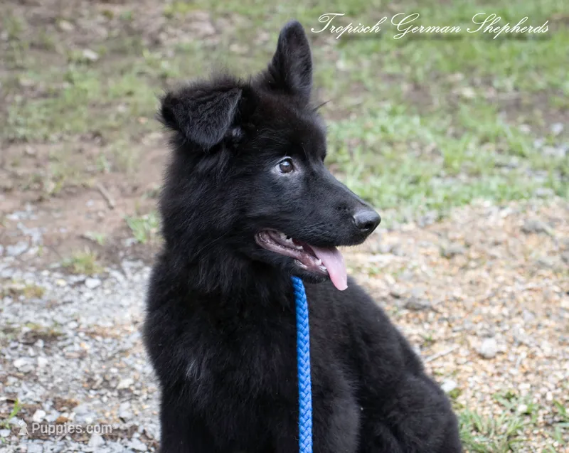 Calypso’s grey collar boy – German Shepherd Dog puppy for sale in West Monroe, LA