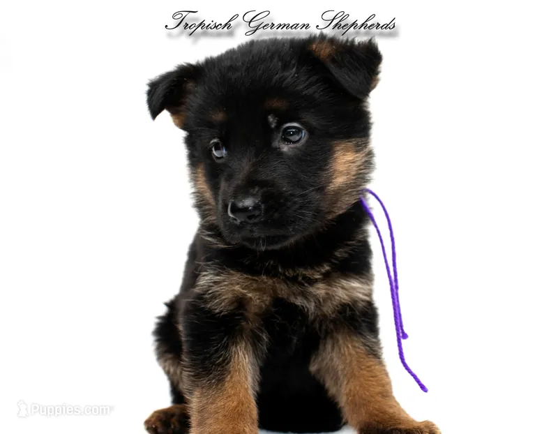 Ellie’s Purple collar girl  – German Shepherd Dog puppy for sale in West Monroe, LA