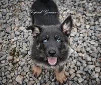 Pink collar girl, a female German Shepherd Dog for sale in West Monroe, LA – 2 of 10